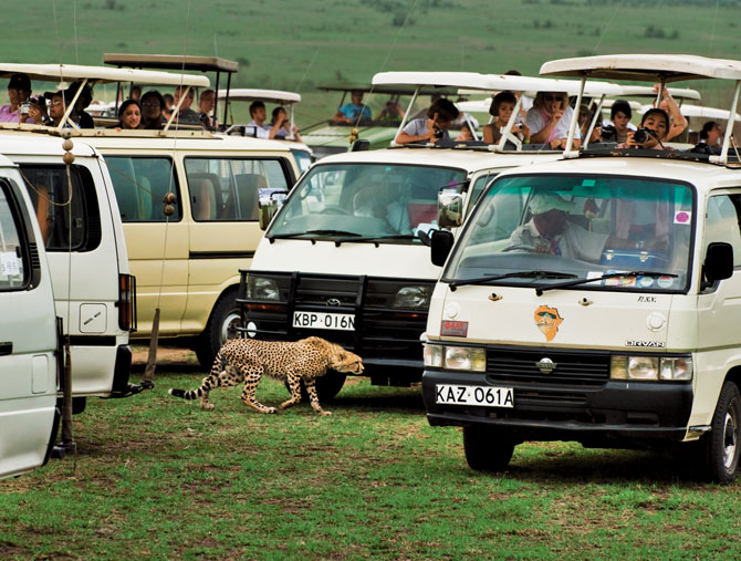 A nearly grown cheetah cub picks its way through a maze of safari vans in Kenya’s Masai Mara National Reserve. Tourism, lions, and encroaching herds of cattle all add to the challenges of growing up on the African grasslands. Mortality rates for cheetah cubs can run as high as 95 percent. Photograph by Frans Lanting.