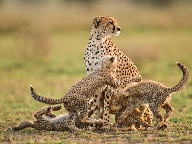 A young cheetah mother named Etta by researchers scans the Serengeti for signs of danger while her four 12-week-old cubs wrestle. A long-running study has found that the majority of cubs here are raised by a small group of cheetah supermoms. Photograph by Frans Lanting.
