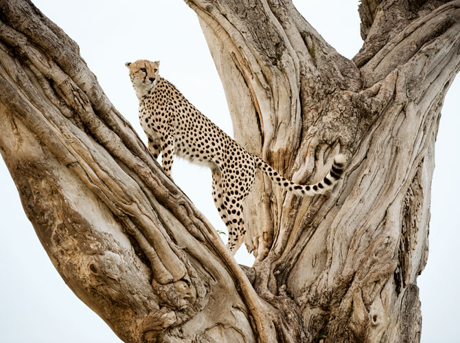 A male cheetah assumes a lookout pose in a fig tree in Kenya’s Masai Mara National Reserve. His prospects are sobering. Shy and aloof by nature, requiring vast spaces to live and hunt, the planet’s fastest sprinters are in a race for their very survival. Photograph by Frans Lanting.