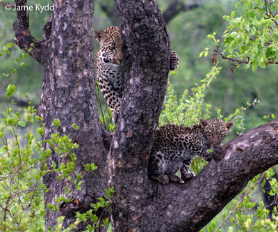 Adopted leopard cub (left) with Umame’s younger, biological cub – Londolozi Private Game Reserve, South Africa